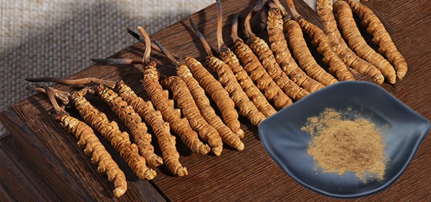 Cordyceps sinensis extract (1)