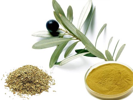 Olive-leaf
