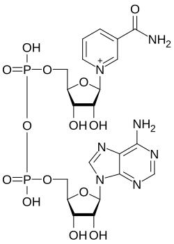 Nikotinamid Adenine Dinukleotid CAS 53-84-9